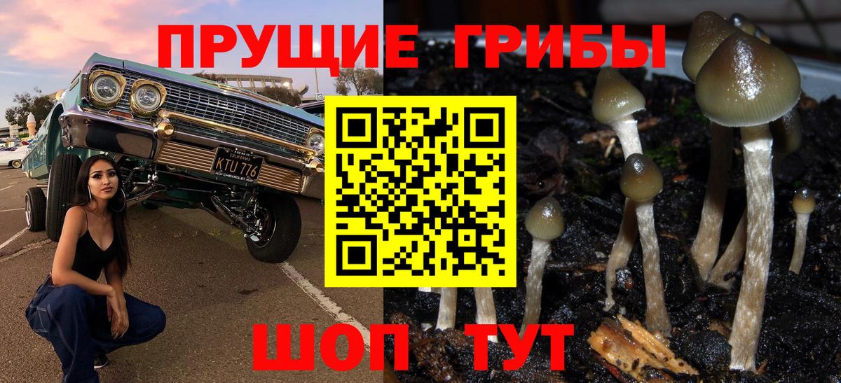 Псилоцибиновые грибы Psilocybe Сибай